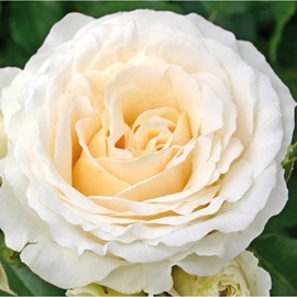 Rosa  - kordes rose des fées - rosa 'kosmos'®