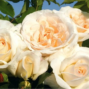 Rosa  - kordes rose des fées - rosa 'kosmos'®