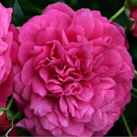 Rosa  - rosier grimpante kordes - rosa 'laguna'®