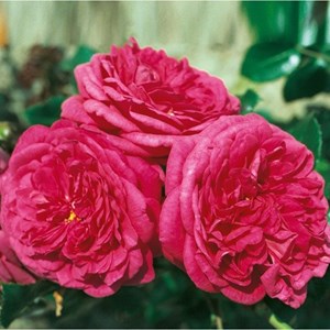 Rosa  - rosier grimpante kordes - rosa 'laguna'®