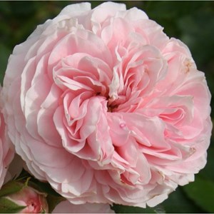 Rosa  - rosier kordes - rosa 'larissa'®