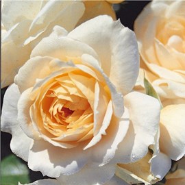 Rosa  - kordes rose des fées - rosa 'lions - rose'®