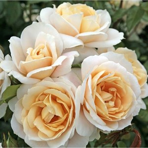 Rosa  - kordes rose des fées - rosa 'lions - rose'®