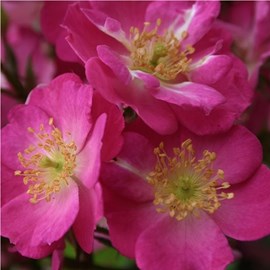 Rosa  - kordes nectar rosier - rosa 'lupo'®