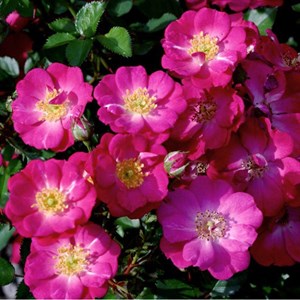 Rosa  - kordes nectar rosier - rosa 'lupo'®