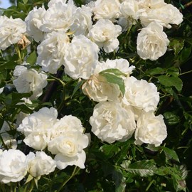 Rosa  - rosier grimpante - rosa 'madame alfred carriere'