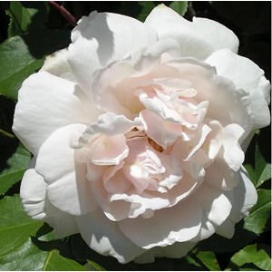 Rosa  - rosier grimpante - rosa 'madame alfred carriere'