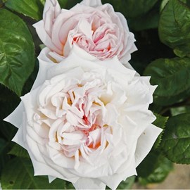 Rosa  - kordes parfuma® rosier - rosa 'madame anisette'®