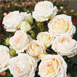 Rosa  - kordes parfuma® rosier - rosa 'madame anisette'®