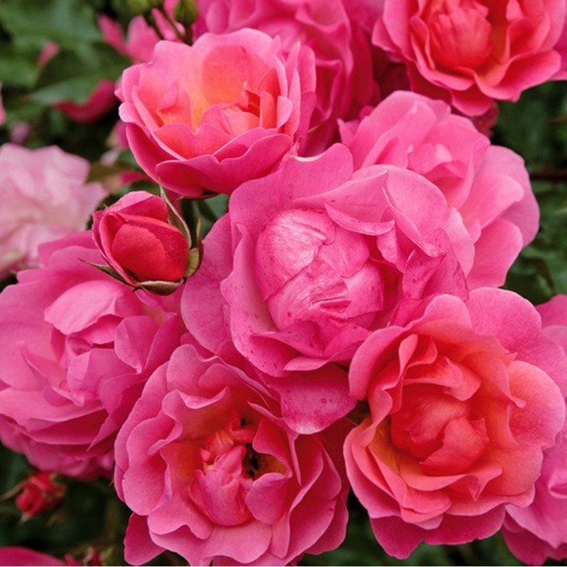 Arborix - Rosa  - kordes rigo-rosier - rosa 'maxi vita'®