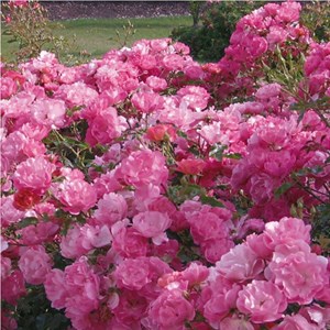 Rosa  - kordes rigo-rosier - rosa 'maxi vita'®