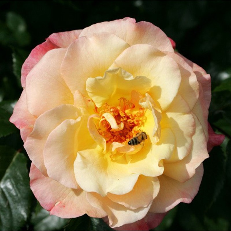 Rosa - rosier grimpante kordes - rosa 'moonlight'®