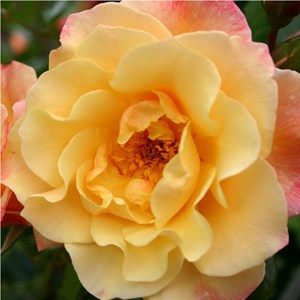 Rosa  - rosier grimpante kordes - rosa 'moonlight'®
