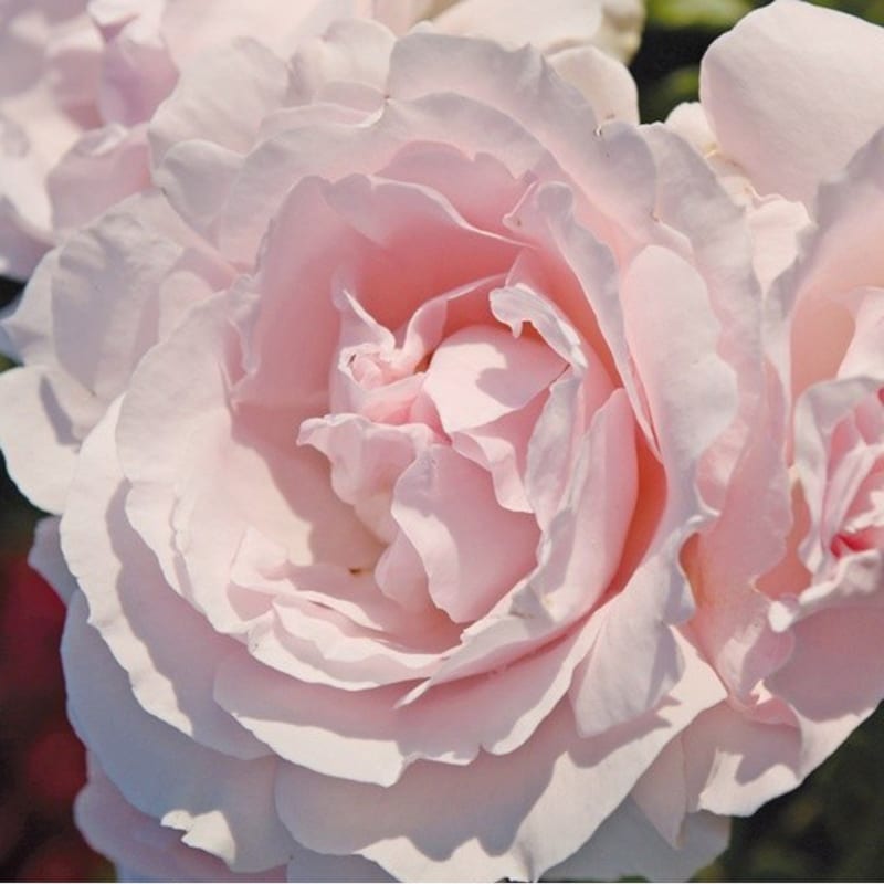 Arborix - Rosa - kordes parfuma® rosier - rosa 'constance mozart'®