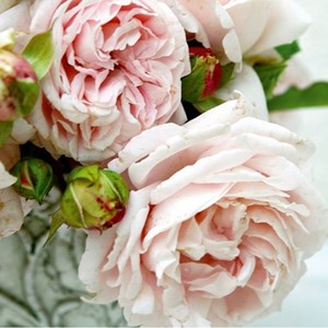 Rosa  - kordes parfuma® rosier - rosa 'constance mozart'®