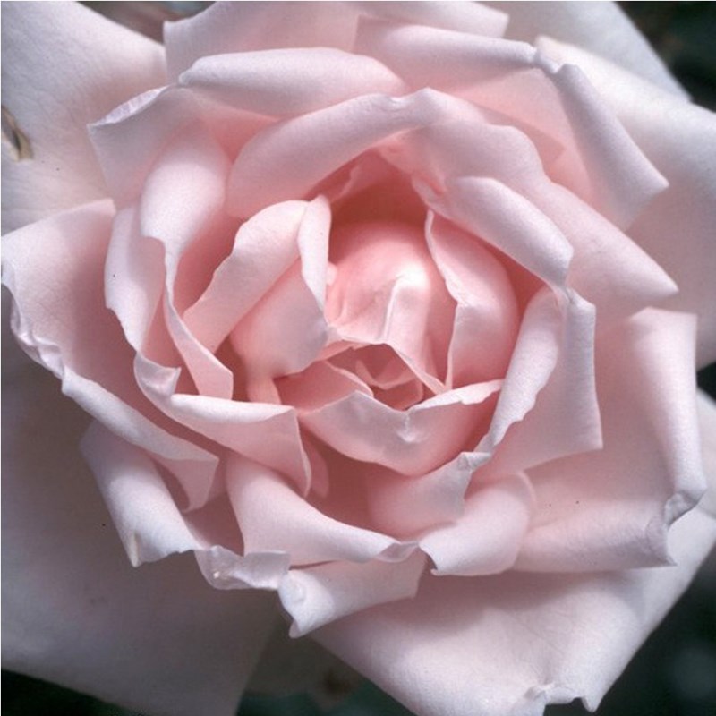 Rosa - rosier grimpante - rosa 'new dawn'