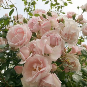 Rosa  - rosier grimpante - rosa 'new dawn'