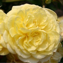 Rosa  - kordes rigo-rosier - rosa 'solero'®