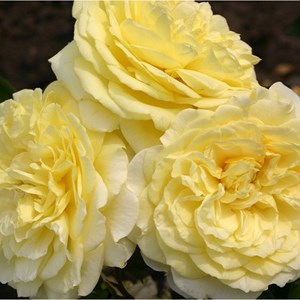Rosa  - kordes rigo-rosier - rosa 'solero'®