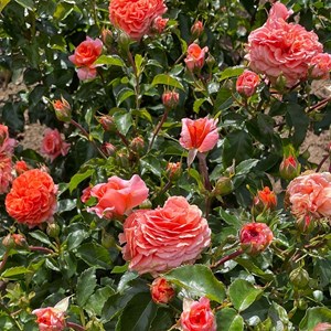 Rosa  - rosier kordes - rosa 'orangerie'®