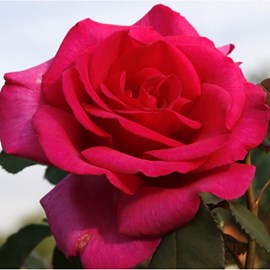 Rosa  - kordes eleganza® rosier - rosa 'parole'®