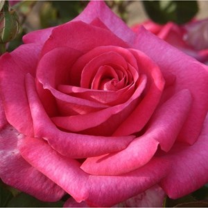 Rosa  - kordes eleganza® rosier - rosa 'parole'®