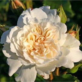 Rosa  - rosier kordes - rosa 'petticoat'®