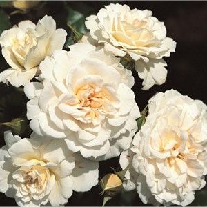 Rosa  - rosier kordes - rosa 'petticoat'®