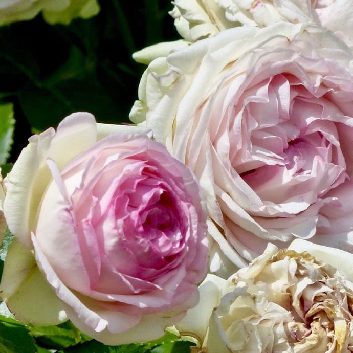 Rosa - rosier grimpante - rosa 'pierre de ronsard'