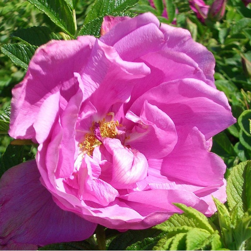 Rosa - kordes-rugosa - rosa 'pink roadrunner'®