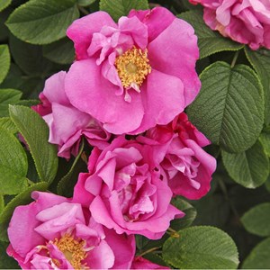 Rosa  - kordes-rugosa - rosa 'pink roadrunner'®
