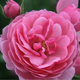 Rosa  - kordes rose des fées - rosa 'pomponella'®