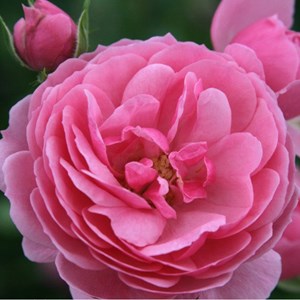 Rosa  - kordes rose des fées - rosa 'pomponella'®