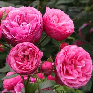 Rosa  - kordes rose des fées - rosa 'pomponella'®