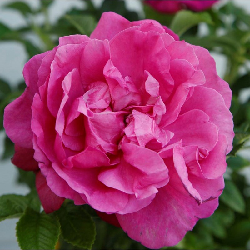 Arborix - Rosa - kordes-rugosa - rosa 'purple roadrunner'®