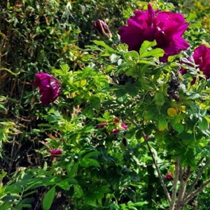 Rosa  - kordes-rugosa - rosa 'purple roadrunner'®