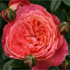 Rosa  - kordes rose des fées - rosa 'queen of hearts'®