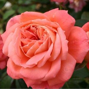Rosa  - kordes rose des fées - rosa 'queen of hearts'®