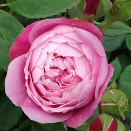 Rosa  - kordes rose des fées - rosa 'queen elizabeth'