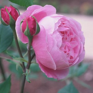 Rosa  - kordes rose des fées - rosa 'queen elizabeth'