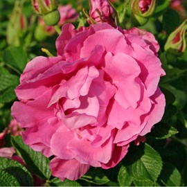 Rosa  - kordes-rugosa - rosa 'romantic roadrunner'®