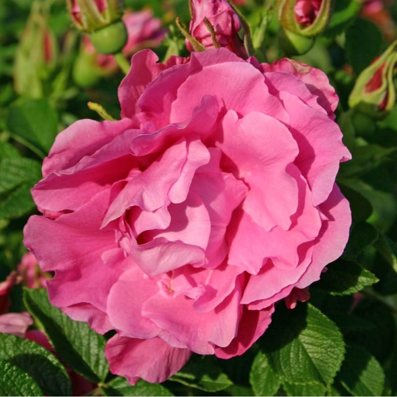 Arborix - Rosa  - kordes-rugosa - rosa 'romantic roadrunner'®