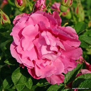 Rosa  - kordes-rugosa - rosa 'romantic roadrunner'®