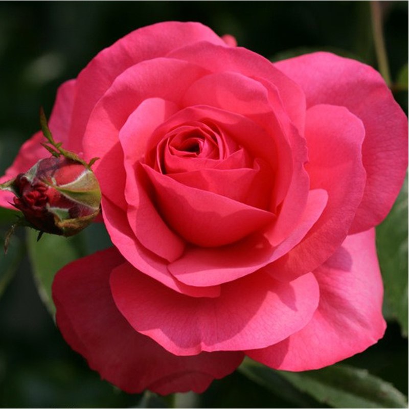 Rosa - rosier grimpante kordes - rosa 'rosanna'®