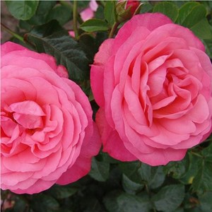 Rosa  - rosier grimpante kordes - rosa 'rosanna'®