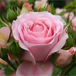Rosa  - kordes rose des fées - rosa 'rosenfee'®