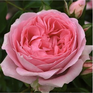 Rosa  - kordes rose des fées - rosa 'rosenfee'®