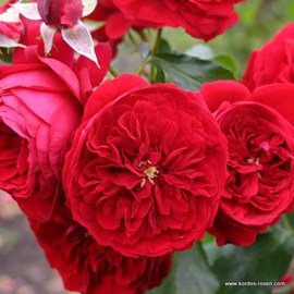 Rosa  - kordes rose des fées - rosa 'rötkäppchen'®