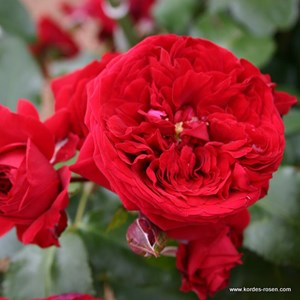 Rosa  - kordes rose des fées - rosa 'rötkäppchen'®