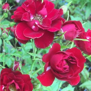 2 x rosa  - rosier couvre-sol - rosa 'rote the fairy'
